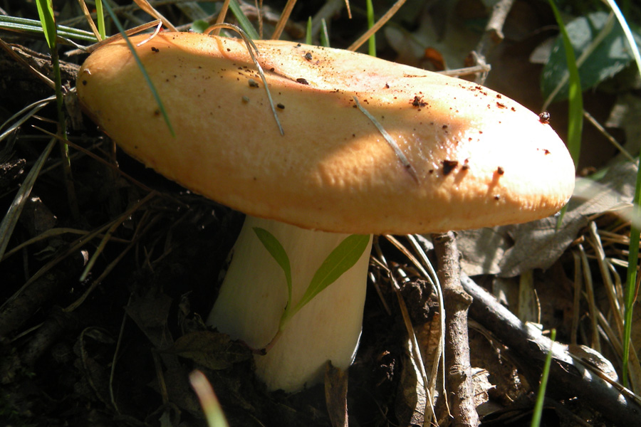 Due funghi dalla collina reggiana